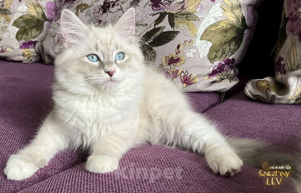 Кошки в Санкт-Петербурге: Невский маскарадный котенок Мальчик, 48 000 руб. - фото 1