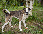 Собаки в Троицке: Собака-компаньон Девочка, Бесплатно - фото 6