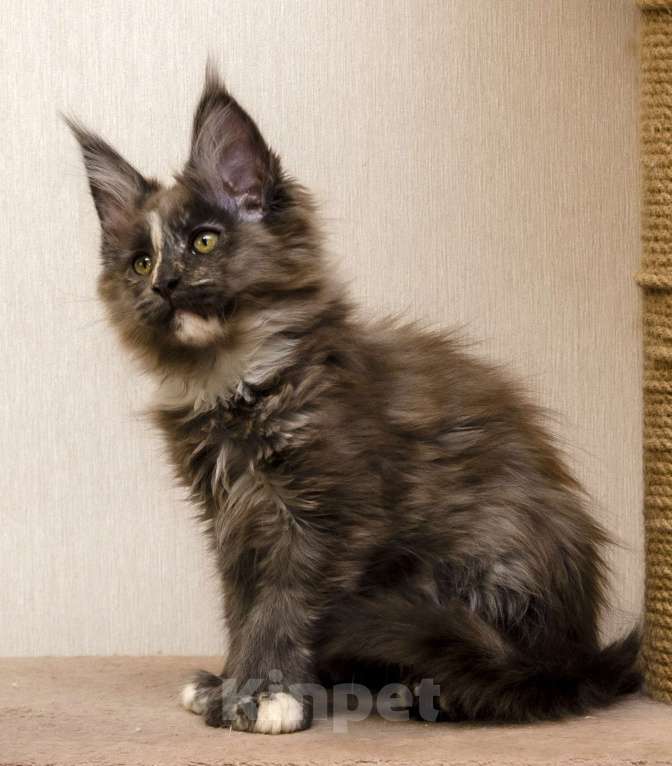 Кошки в Москве: Котята мейн-кун Девочка, 40 000 руб. - фото 3