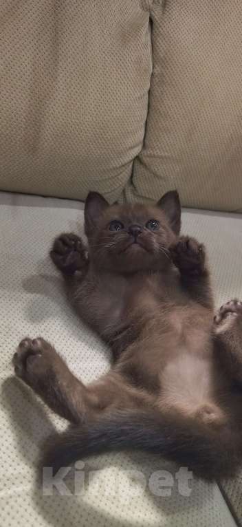 Кошки в Самаре: Котята бурманской породы Мальчик, 35 000 руб. - фото 4
