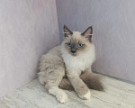 Кошки в Перми: Сибирский котёнок Мальчик, Бесплатно - фото 3