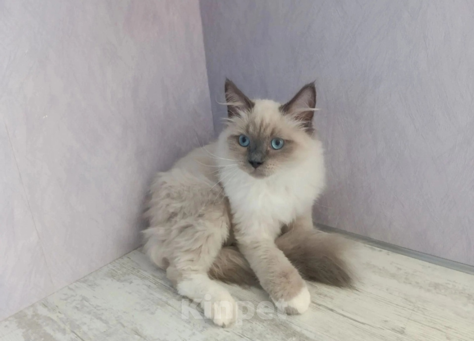 Кошки в Перми: Сибирский котёнок Мальчик, Бесплатно - фото 3