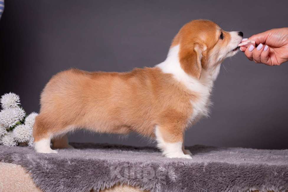 Собаки в Москве: Продам щенка вельш корги пемброк Девочка, 70 000 руб. - фото 5