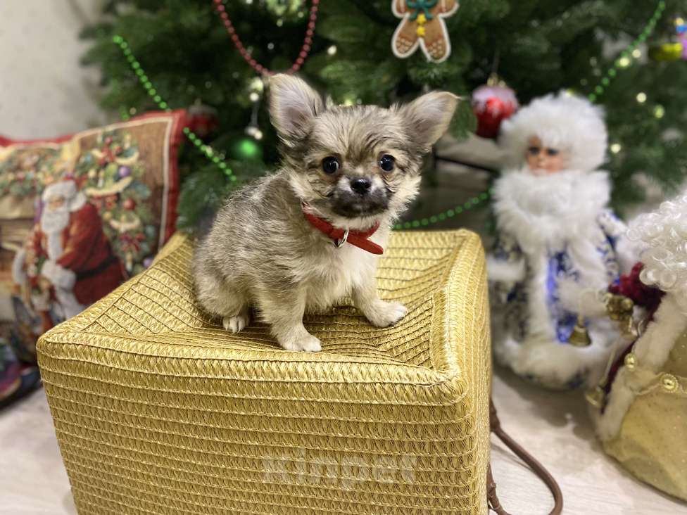 Собаки в Москве: Уэлси Фло Мальчик, Бесплатно - фото 2