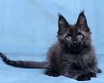 Кошки в Видном: Мейн-кун чёрная пантерочка Девочка, 60 000 руб. - фото 7