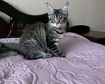 Кошки в Санкт-Петербурге: Прекрасные котята мейн кун  из питомника Wild Soul  Девочка, 35 000 руб. - фото 1