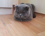 Кошки в Красноярске: Вязка с вислоухим шотландским котом, 1 500 руб. - фото 5