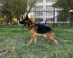 Собаки в Элисте: Немецкая овчарка, 13 000 руб. - фото 1