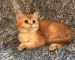 Кошки в Касимове: Золотая шиншилла., 50 000 руб. - фото 4