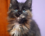 Кошки в Собинке: Вассаби ( котята мейн кун ), 45 000 руб. - фото 1