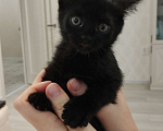Кошки в Тамбове: Черная кошечка Девочка, Бесплатно - фото 1