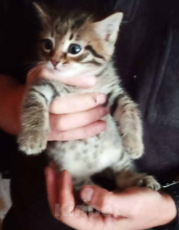 Кошки в Нижнем Тагиле: котенок в добрые руки Мальчик, Бесплатно - фото 2