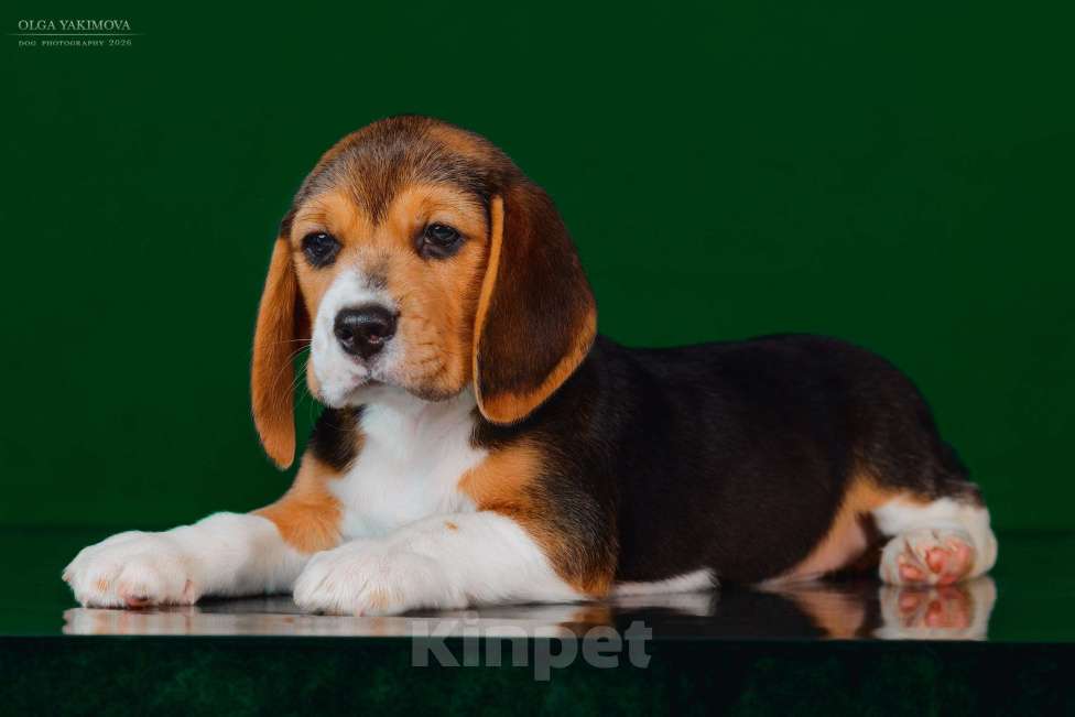 Собаки в Армавире: Щенки бигль Мальчик, 40 000 руб. - фото 1