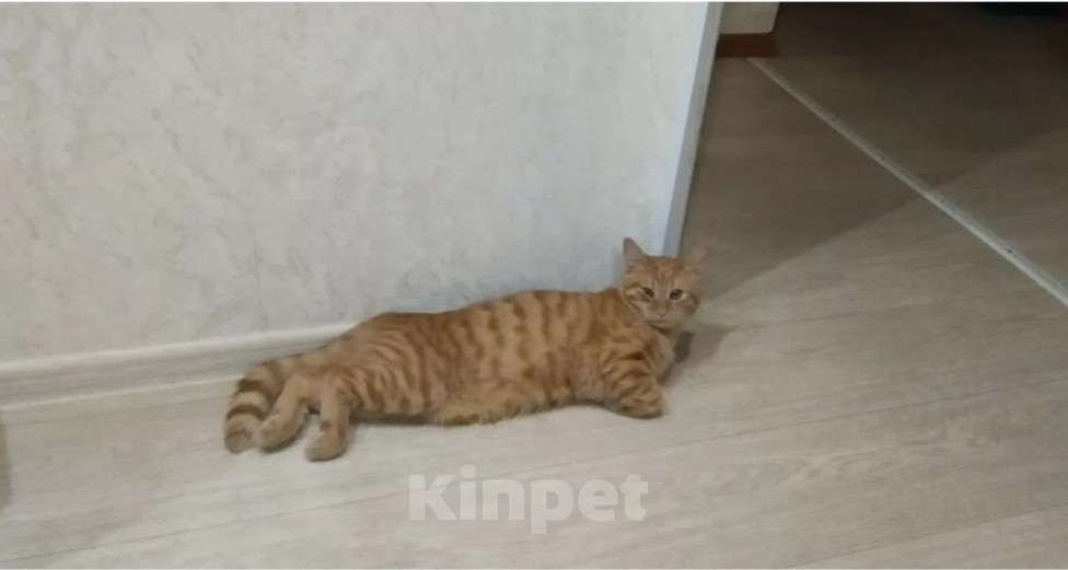 Кошки в Волжском: Котёнок в добрые руки Мальчик, Бесплатно - фото 3