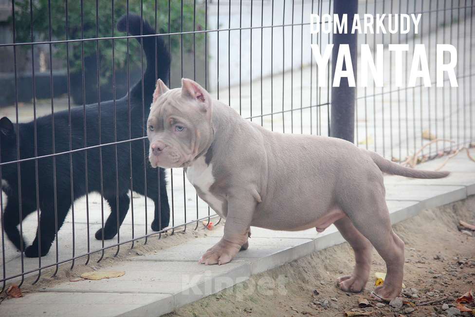 Собаки в Саратове: Американский Булли Питомник Мальчик, 150 000 руб. - фото 4