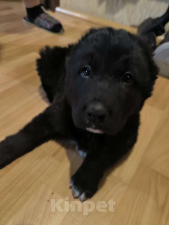 Собаки в Барнауле: Девочка сао Девочка, 20 000 руб. - фото 2