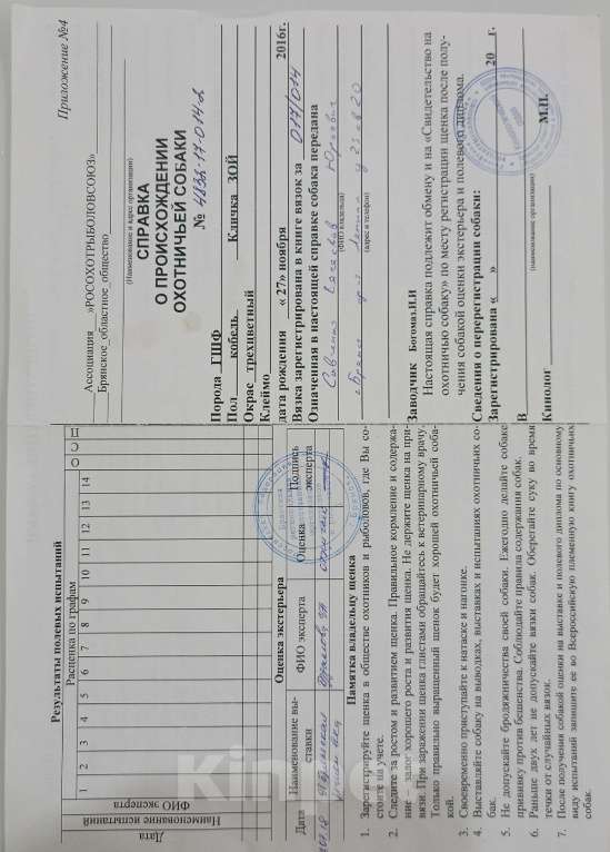 Собаки в Сураже: Продам щенков фокстерьера Девочка, 7 000 руб. - фото 5