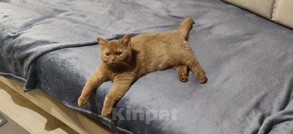 Кошки в Санкт-Петербурге: Фея Девочка, Бесплатно - фото 6