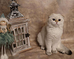 Кошки в Москве: Шотландский вислоухий короткошёрстный котёнок Мальчик, 50 000 руб. - фото 6