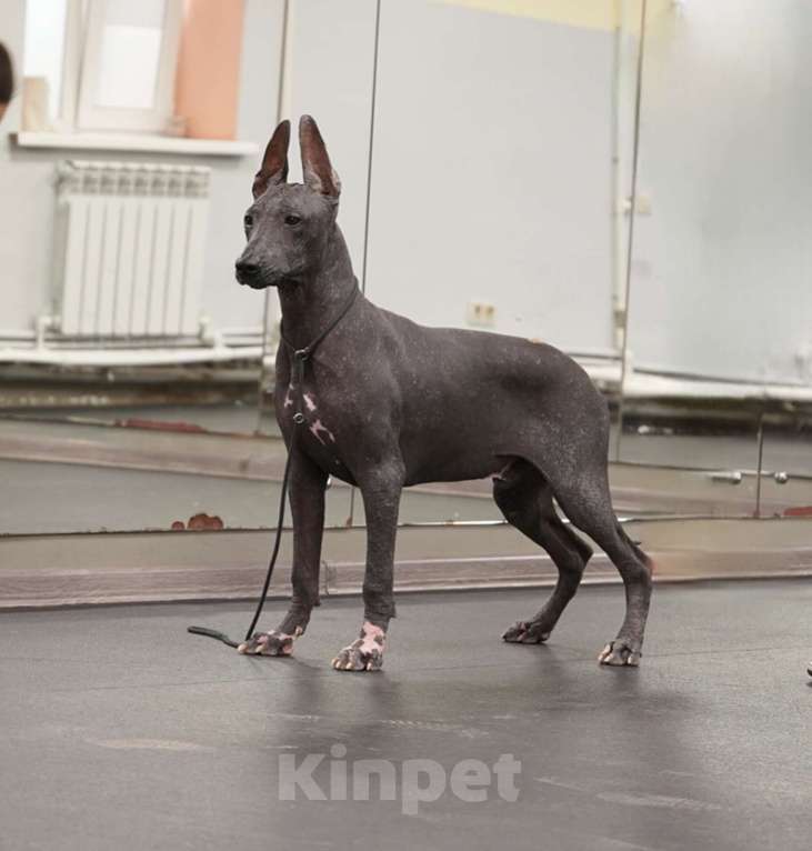 Собаки в Москве: Щенки Ксолоитцкуинтли стандартного размера Мальчик, 70 000 руб. - фото 3