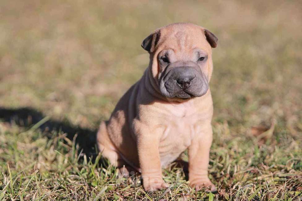 Собаки в Екатеринбурге: Шарпей красный мальчик Мальчик, 30 000 руб. - фото 1