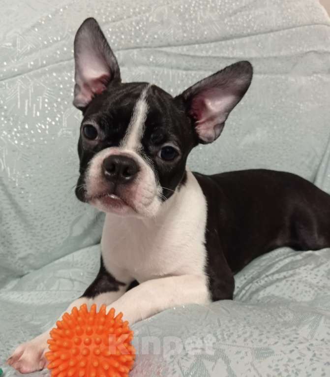 Собаки в Новосибирске: Щенок Бостон терьер Мальчик, 50 000 руб. - фото 4
