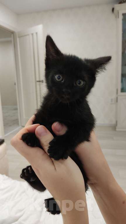 Кошки в Тамбове: Черная кошечка Девочка, Бесплатно - фото 1