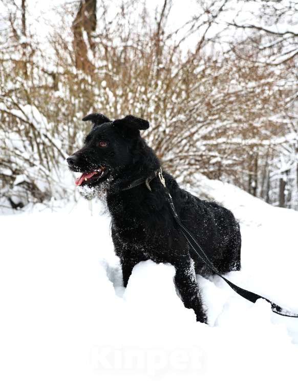 Собаки в Москве: Собака бесплатно Москва Мальчик, Бесплатно - фото 9