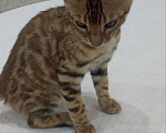 Кошки в Нижнем Новгороде: Бенгальские котята Мальчик, Бесплатно - фото 1