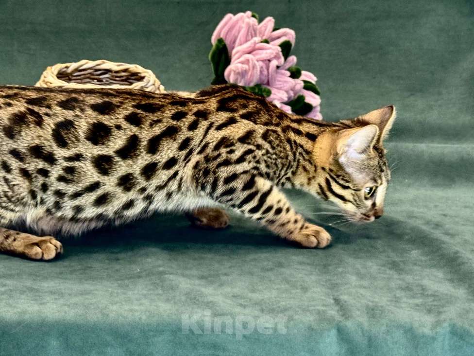 Кошки в Екатеринбурге: Внучка, Азиатского леопардового кота!!! Девочка, 70 000 руб. - фото 2