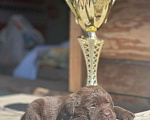 Собаки в Выксе: для души и шоу Мальчик, 60 000 руб. - фото 2
