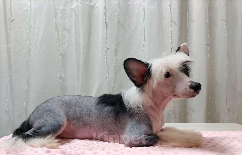 Собаки в Санкт-Петербурге: Голый мальчик Мальчик, Бесплатно - фото 6