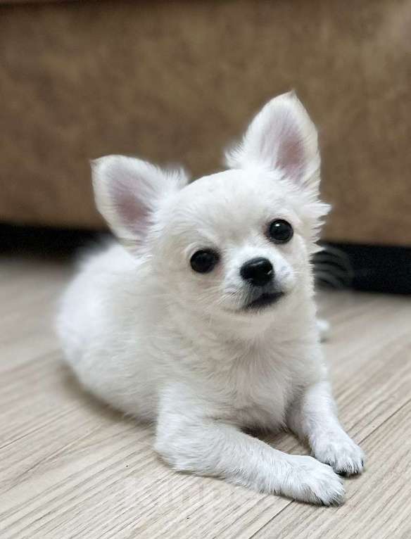 Собаки в Кирове: Щенок чихуахуа Мальчик, Бесплатно - фото 3