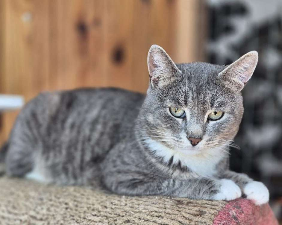 Кошки в Москве: Плюшевый Томик подарит тепло и радость в новом доме Мальчик, Бесплатно - фото 1