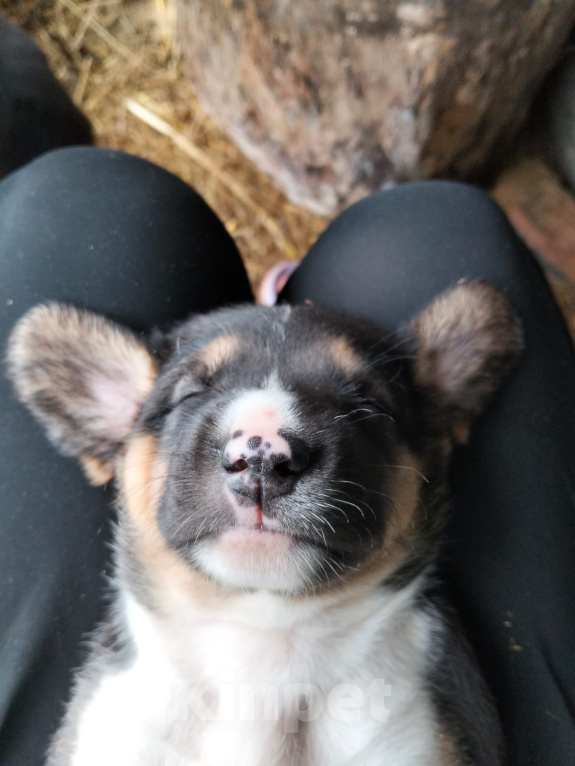 Собаки в Москве: 🐶 Семь очаровательных щенков ищут любящий дом! 🐶 Мальчик, Бесплатно - фото 1