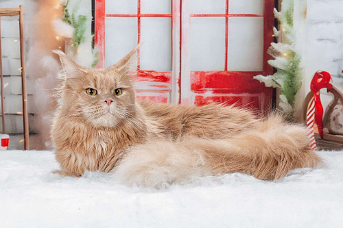 Харизматичная кошка мейн-кун