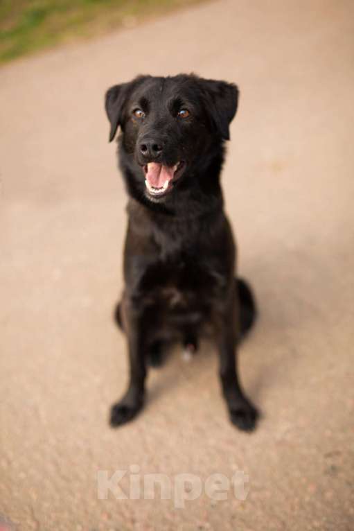 Собаки в Москве: Найт Мальчик, Бесплатно - фото 8