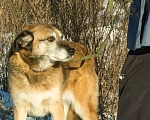 Собаки в Москве: В добрые руки  Девочка, Бесплатно - фото 1
