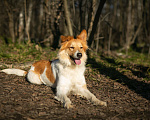Собаки в Москве: Ищет дом рыже-беленькая красотка и умняша - Цири! Девочка, Бесплатно - фото 3