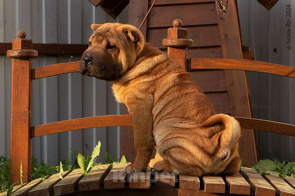 Собаки в Москве: Щенок шарпея Гуго Мальчик, 18 000 руб. - фото 3