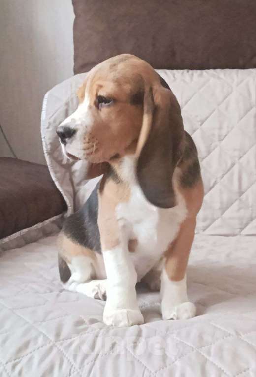 Собаки в Ангарске: Продажа Девочка, 55 000 руб. - фото 1