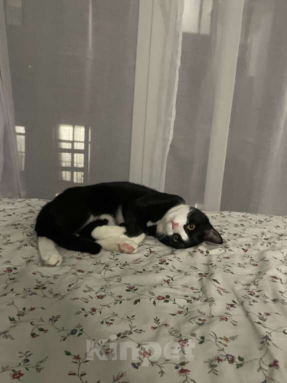 Кошки в Сочи: В добрые ручки Мальчик, Бесплатно - фото 5