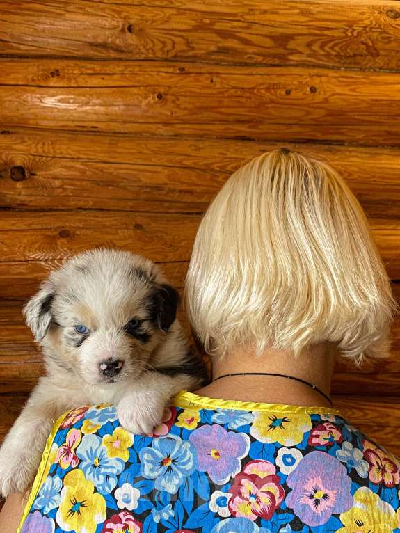 Собаки в Москве: Щенок Аусси ( Австралийская овчарка ) Девочка, 80 000 руб. - фото 1
