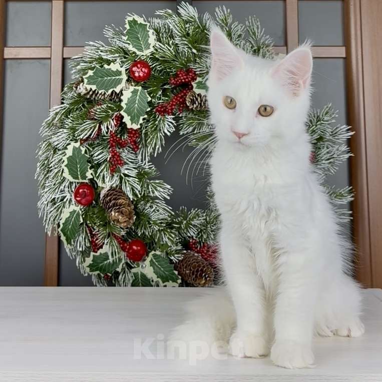 Кошки в других городах Московской области: Флоренция Девочка, 60 000 руб. - фото 2