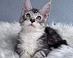 Кошки в Кудрово: Котенок мейн-кун, мальчик , шейдед линия Мальчик, Бесплатно - фото 1