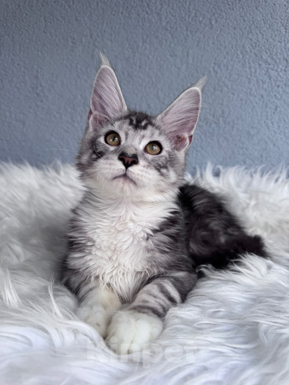 Кошки в Кудрово: Котенок мейн-кун, мальчик , шейдед линия Мальчик, Бесплатно - фото 1