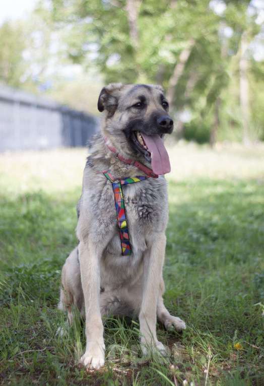 Собаки в Москве: Скромный Винчестер мечтает быть домашним Мальчик, Бесплатно - фото 3