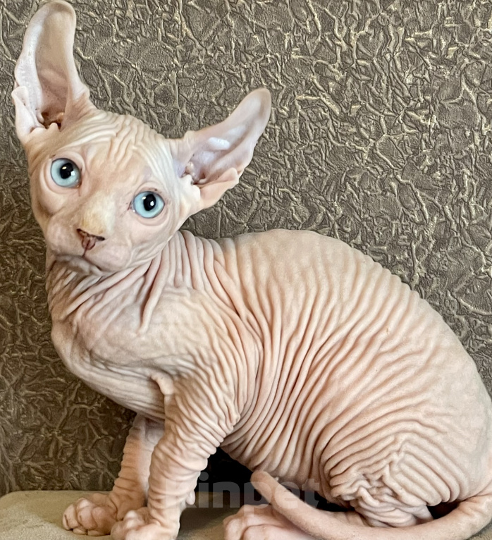 Кошки в Москве: Котики эльфята белые Мальчик, 25 000 руб. - фото 7