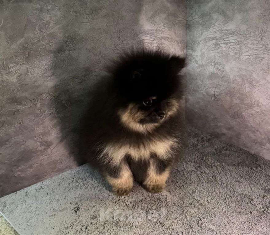 Собаки в Костроме: померанский шпиц девочка Девочка, 45 000 руб. - фото 4