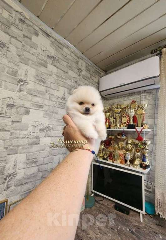 Собаки в Москве: Померанский шпиц  медежоночек девочка РКФ Девочка, Бесплатно - фото 2